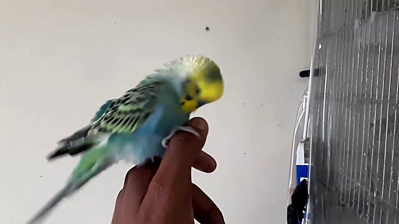 Best of Bird masturbating