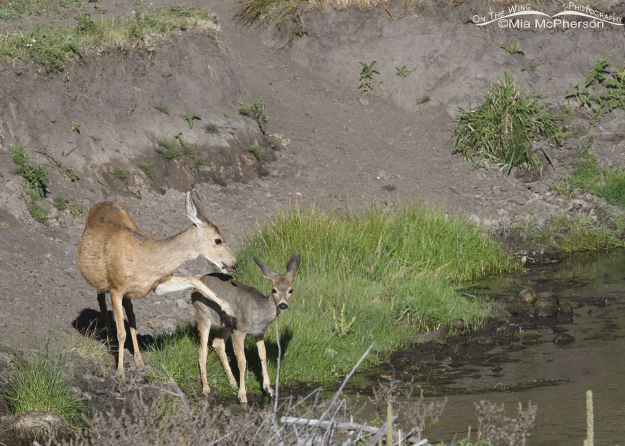 Black Ambush Fawn abspritzende frauen