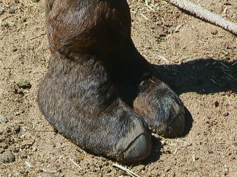 alessandra frigerio recommends nasty camel toe pic