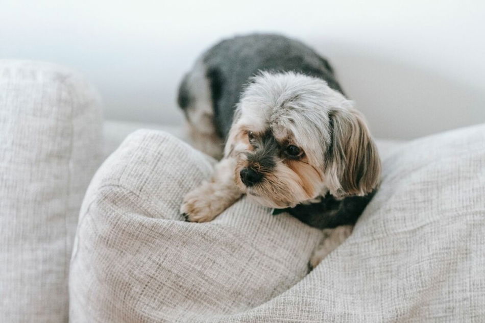 dry humping pillow