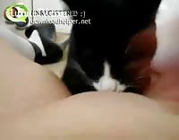 Best of Cat pussy lick