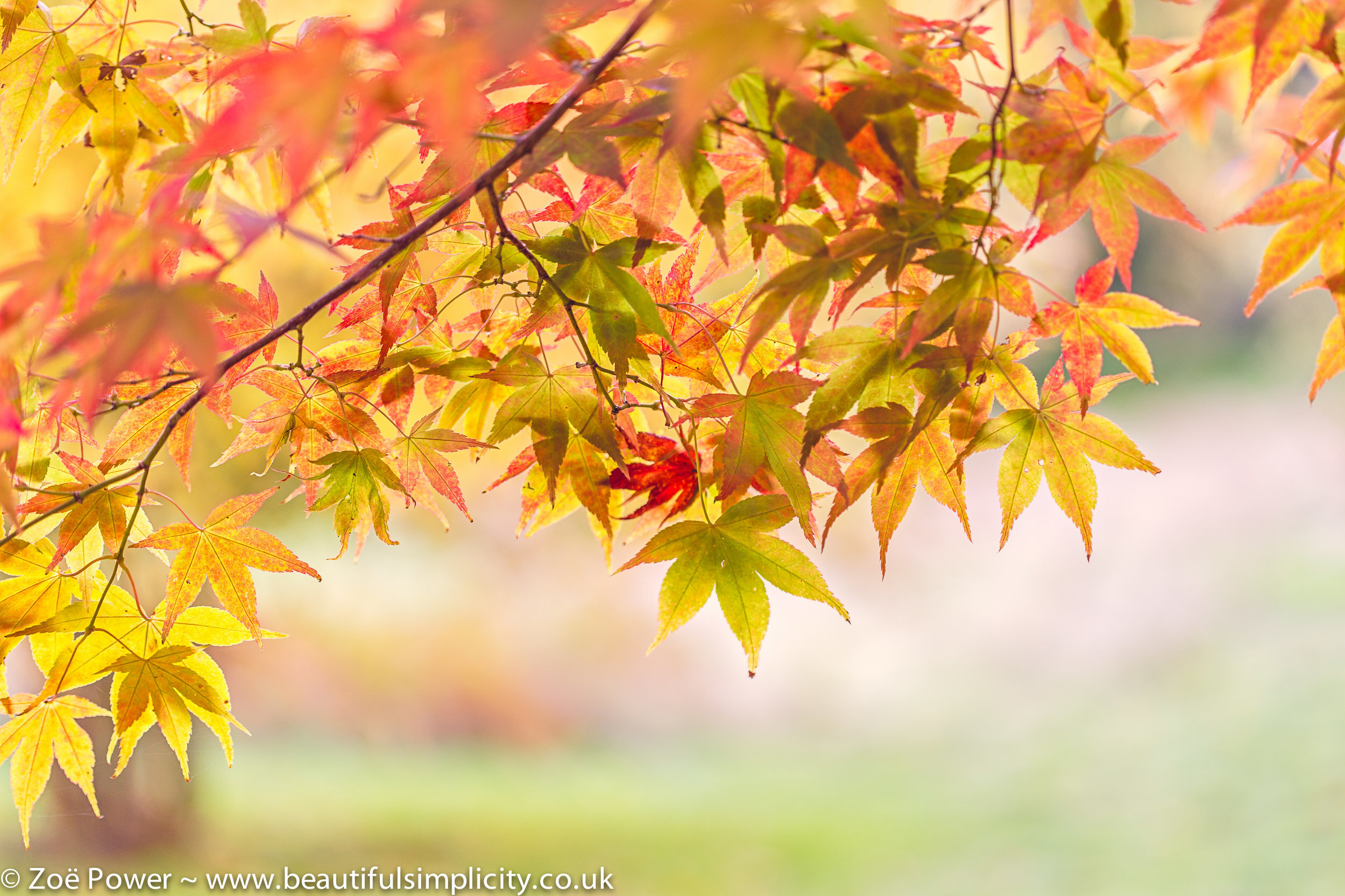 ahmed mokhtar recommends colours of autumn leaked pic