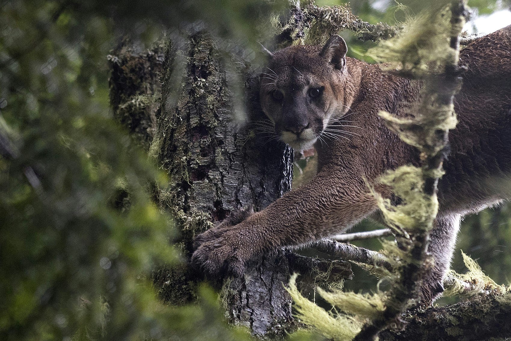 cougar picked up