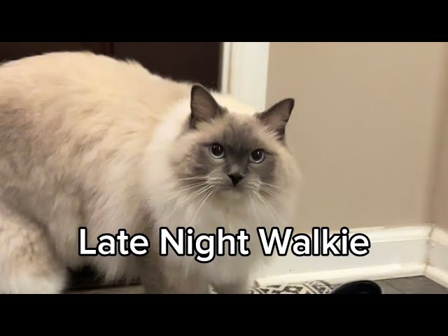 Best of Kitten latenight