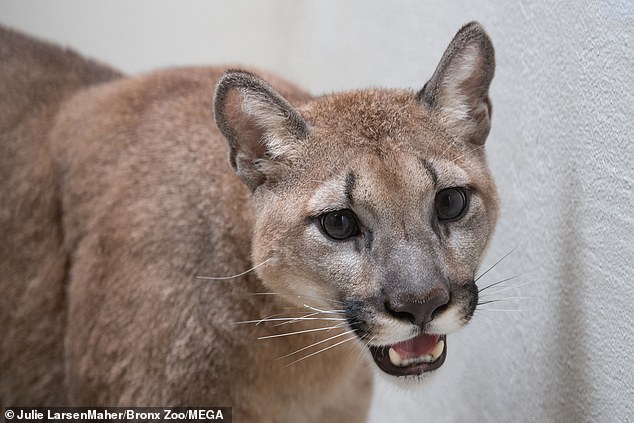 babalola ope recommends Cougars With Big Boobs