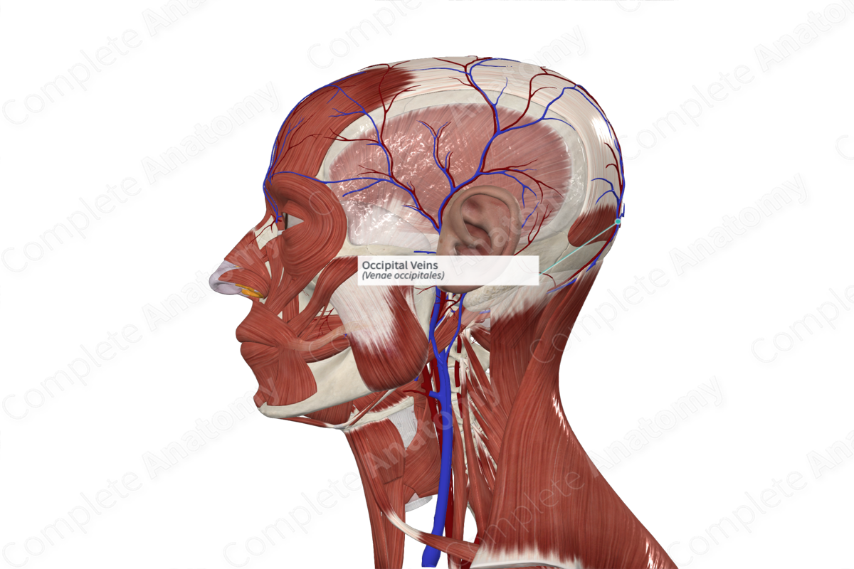 airish villanueva recommends deep throat comp pic