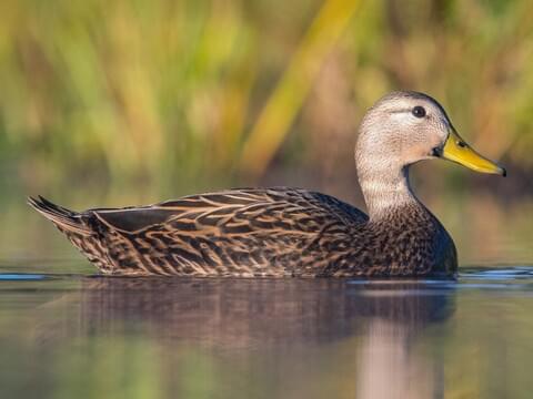 ananga das recommends duck porn pic