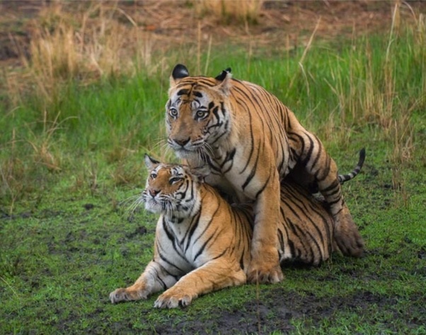 Safari Tiger Threesome online websites