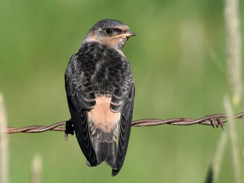 christine grose recommends road head swallow pic