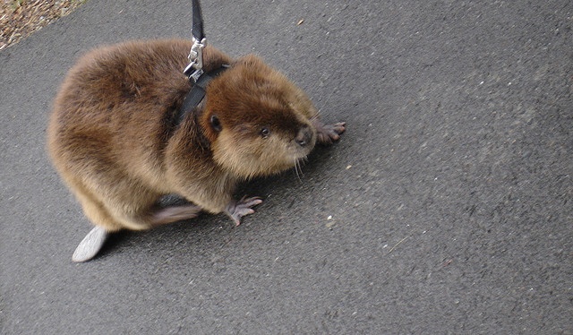 ankita vijayvargiya recommends Bald Beavers