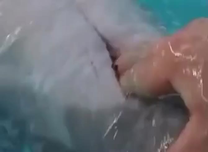 female dolphin porn