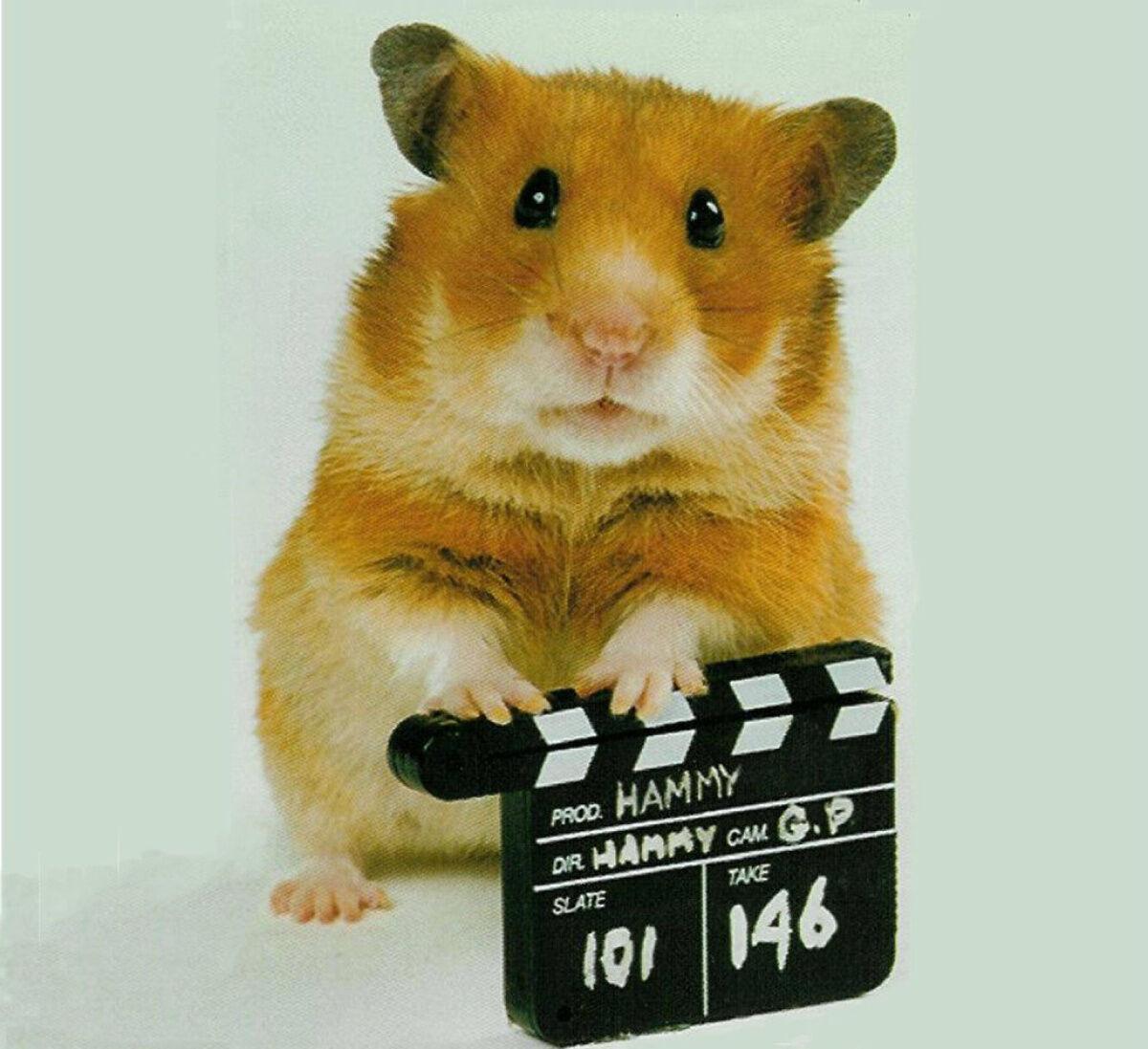 amber ayoub recommends Free Hamster Movies