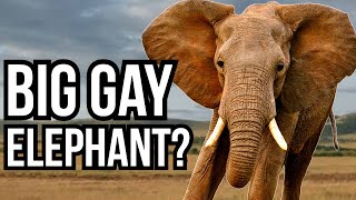 diyana kamal recommends Gay Porn Elephant