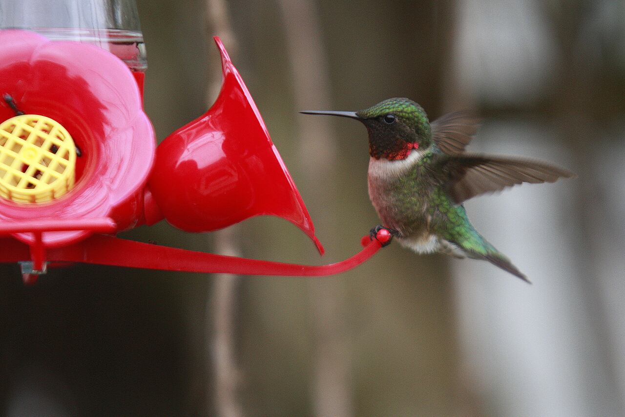 hummingbird porn game