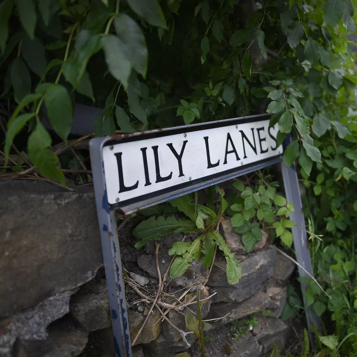 charlie moore jr recommends lily lanes pic