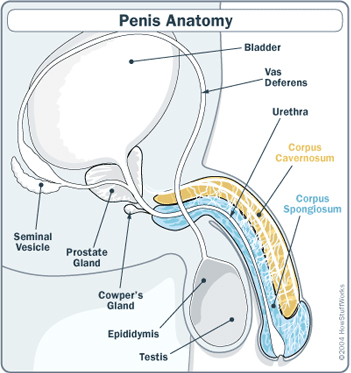 colleen simpkins recommends male erection picture pic