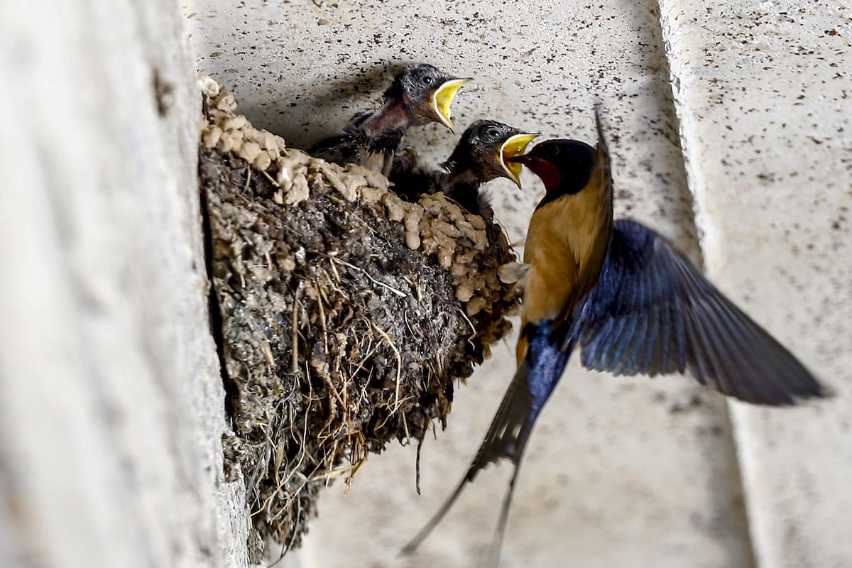 diane trew share mother swallows photos