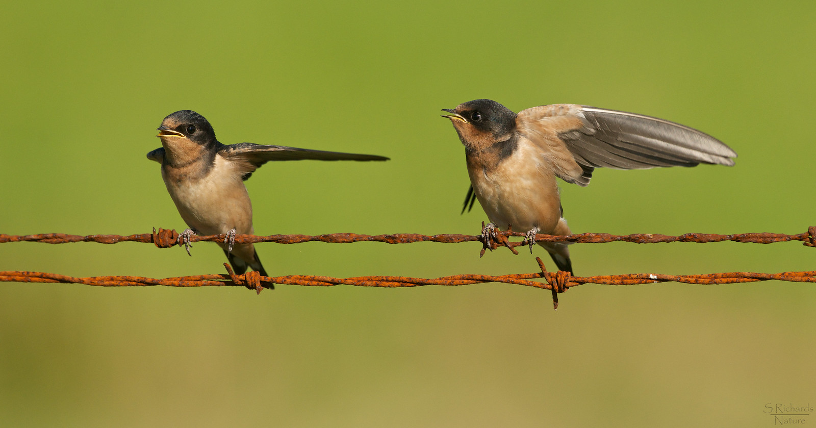 Best of Mother swallows