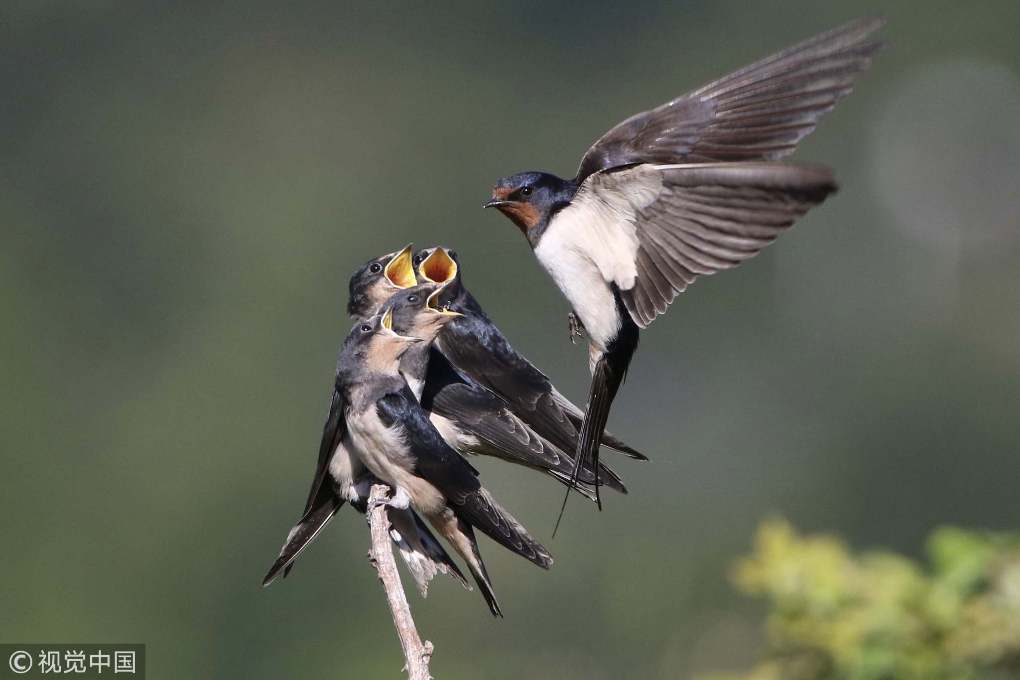 cakar ayam recommends mother swallows pic