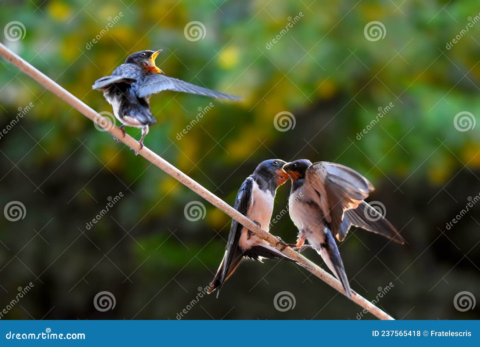 brian radke add mother swallows photo