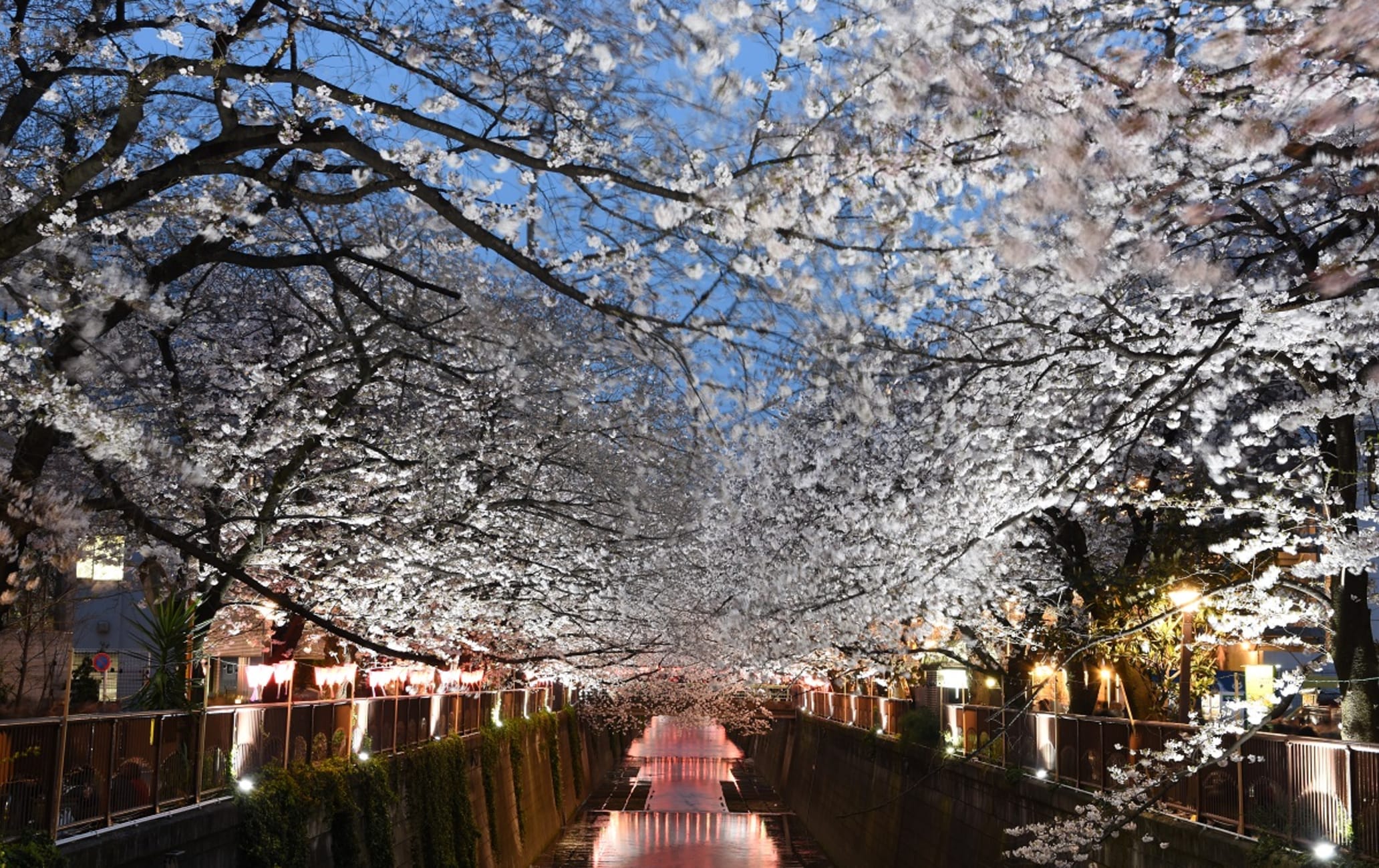 chris van vuuren share ms cherry blossoms photos