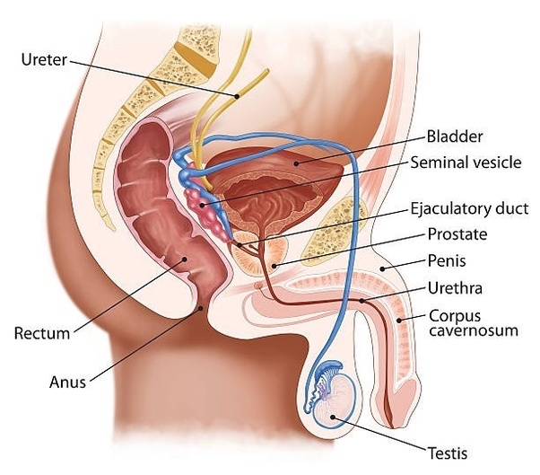 arthur j jones recommends aria anal casting pic