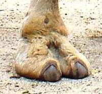 Best of Real camel toe