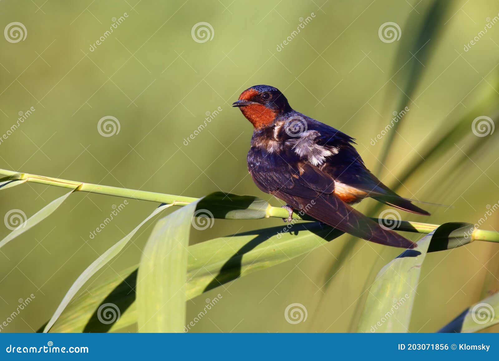 doug guevara recommends red head swallows pic