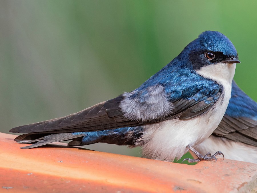 akash guha recommends Road Head Swallow