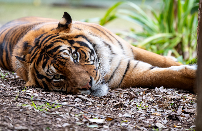 Best of Safari tiger threesome