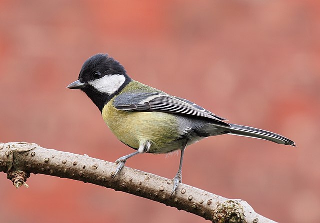 Small Russian Tits secaucus nj