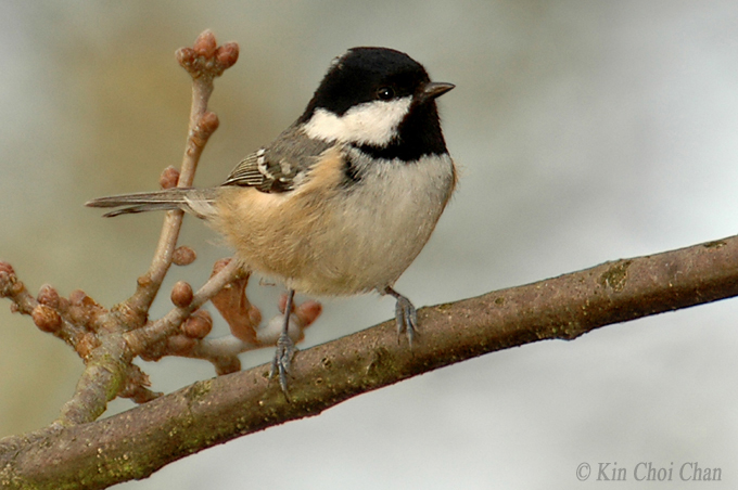 small tit