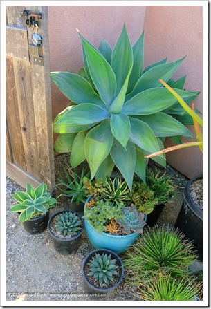 chris kerston recommends succulent blowjobs pic