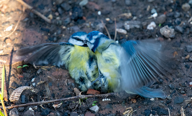 brandon belliveau share tit fight photos