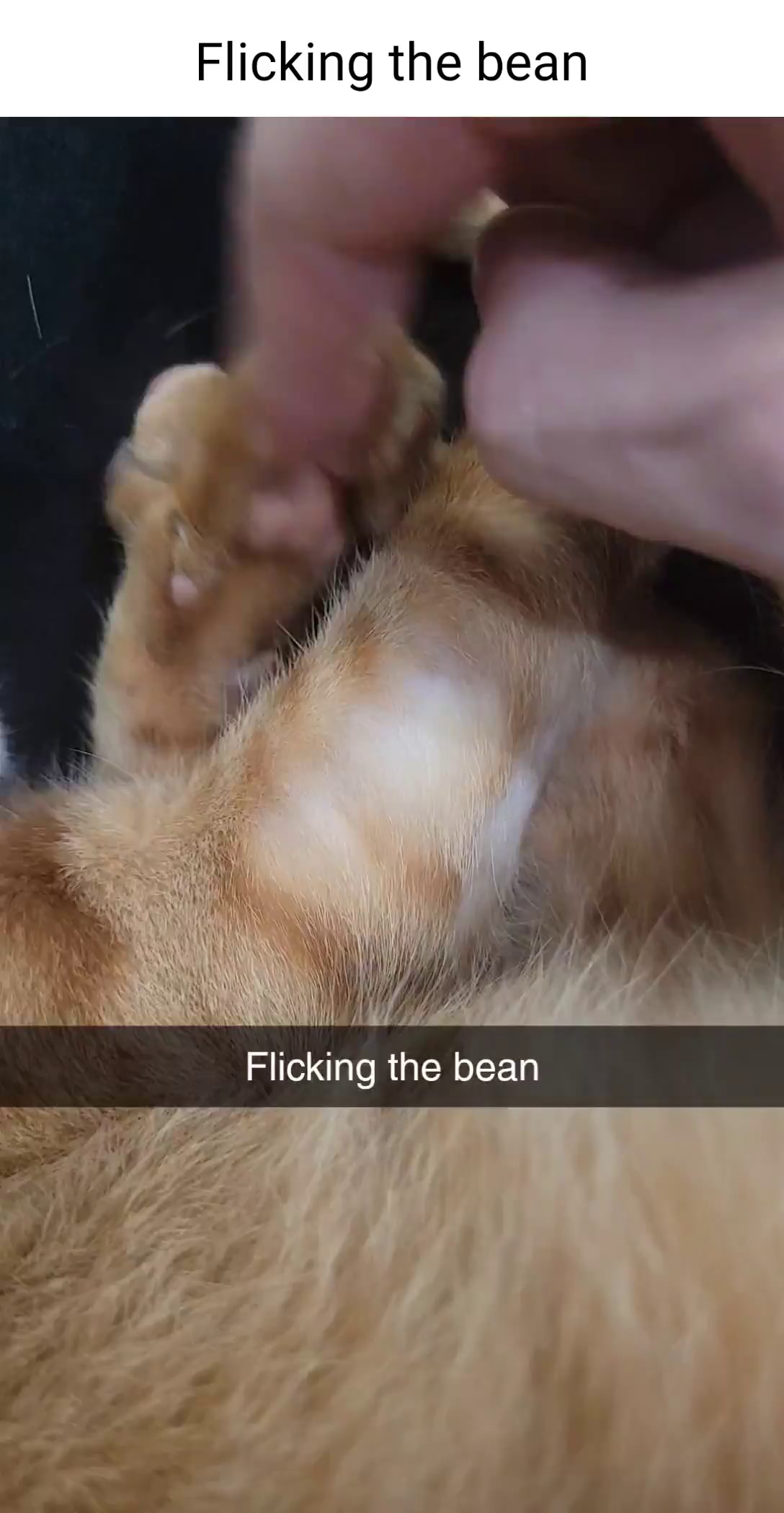 cody hoferer recommends what does flick the bean mean pic