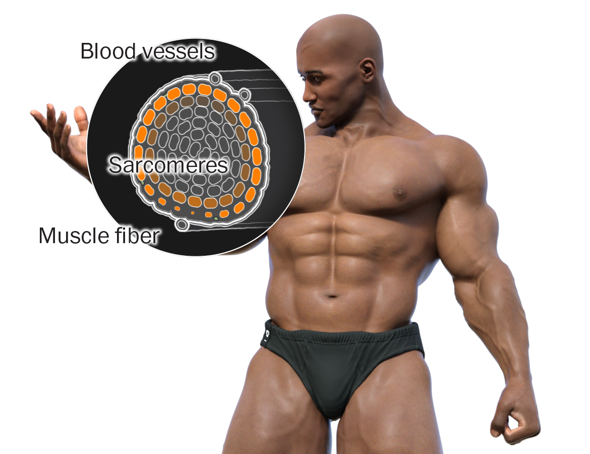 adam luitjes recommends Women Bodybuilder Clitoris