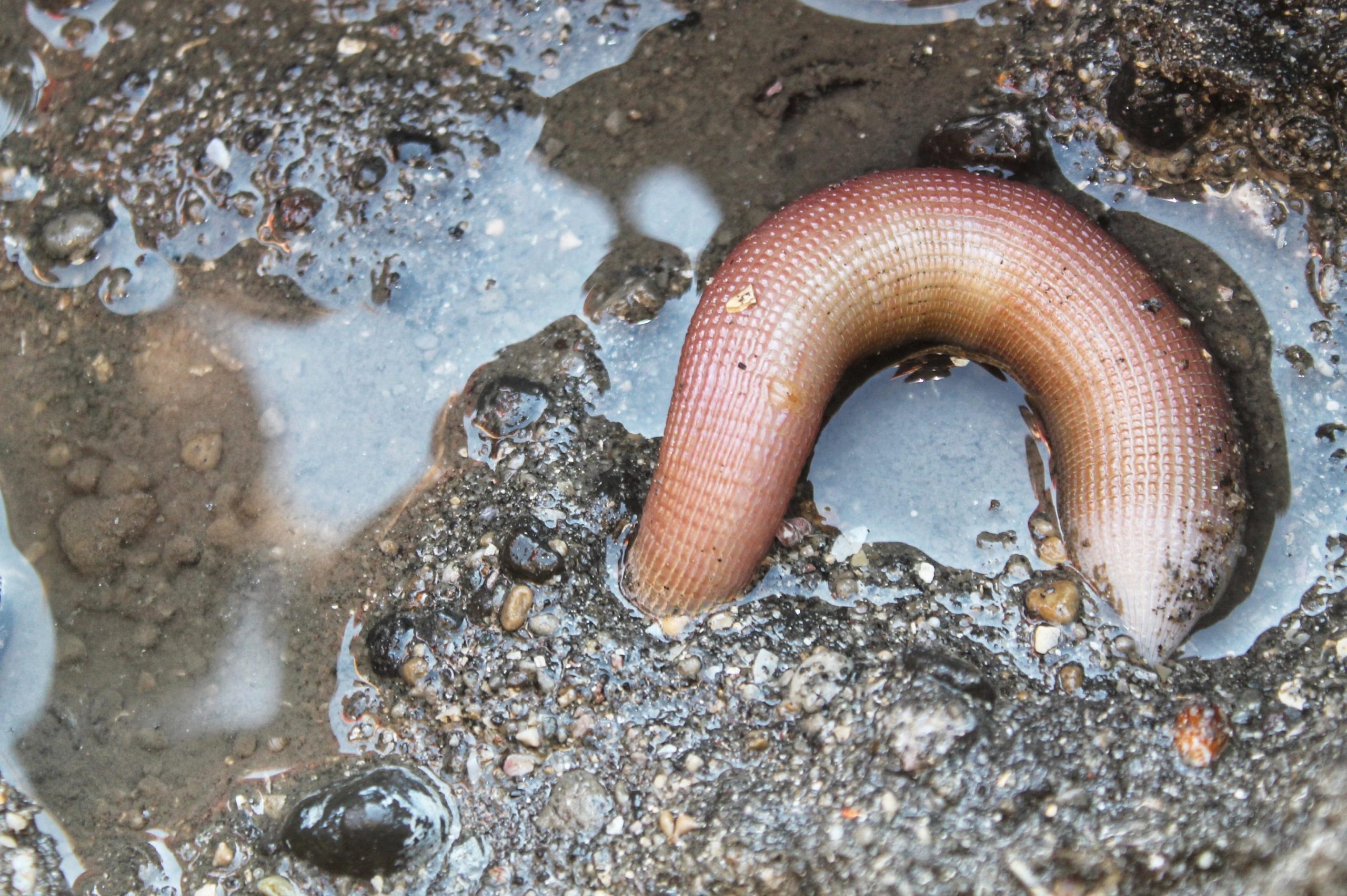 aqeela zainab recommends worm in cock pic